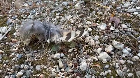 Partridge Hunting- Ruffled Feathers