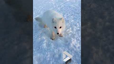Arctic fox cub encounter