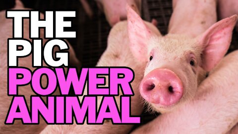 The Pig Power Animal