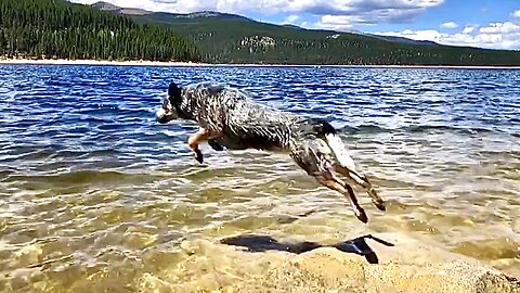 Turquoise Lake Leadville Colorado Amazing ZIPPY Blue Heeler Crazy Dog Swimming Funny Must See!!