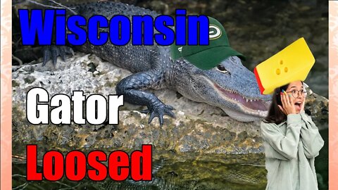 Wisconsin Alligator is out On The loose