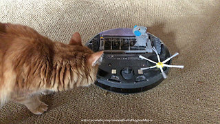 Cat Checks Out Toy Mouse Eaten By Robot Vacuum
