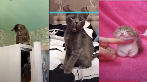 Best Funny Cat Videos 🤓 Cat Videos Compilation