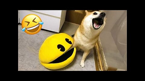 New funny animal vidoes 2023 😂 funniest cats and dogs videos 🐱🐶 #2