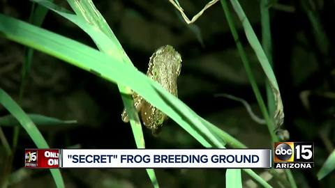 Behind the 'secret' Arizona frog breeding ground