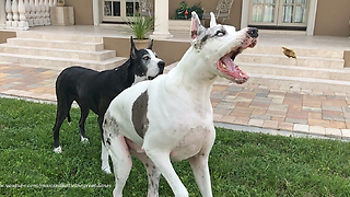 Funny Great Dane Catches Treat in Slow Motion