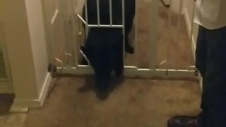 Cute Dog Has Trouble Squeezing Through Dog Gate
