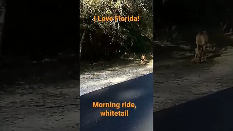 morning ride, deer!!