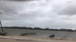 Delfino spiaggiato a causa dell'uragano