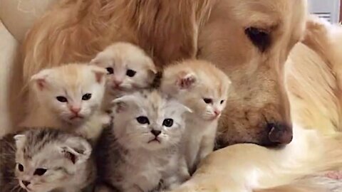 Golden Retriever patiently watching newborn kittens