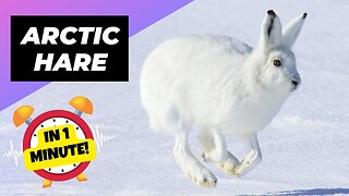 Arctic Hare - In 1 Minute! 🐰 The Cutest Snowball Of The Arctic | 1 Minute Animals