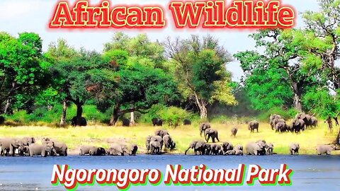 Our Planet African Safari Animals - Scenic Wildlife Film With African Music - Nature Relaxing
