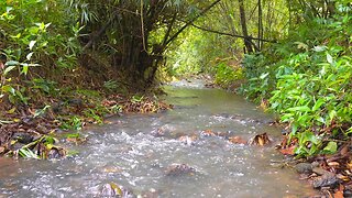 Experience the calming sounds of the river water in a bamboo forest - Water Sounds - Nature ASMR