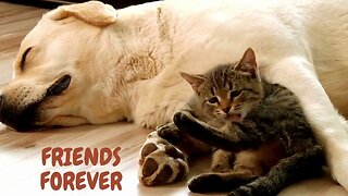 When your dog brings home a friend 😍 Cat And Dog video 2023