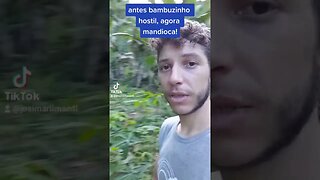 momentos no reino - mandioca e bambuzinho