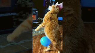 CAT and his BALLOON