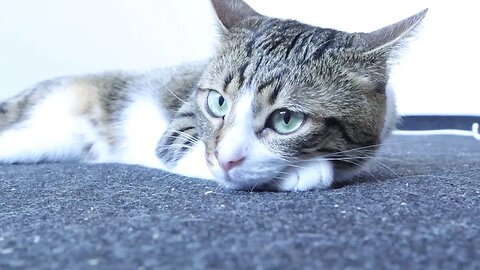 Cat Is Scared by bthe Washing Machine