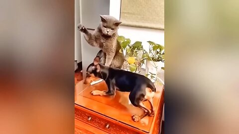 fighting between cat and dog like tom and jerry