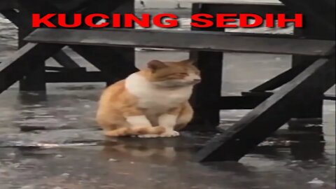 funny moment poor cat caught in the rain😭