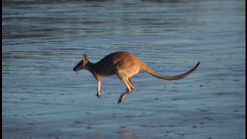 Fräck känguru sågs simma i Queensland