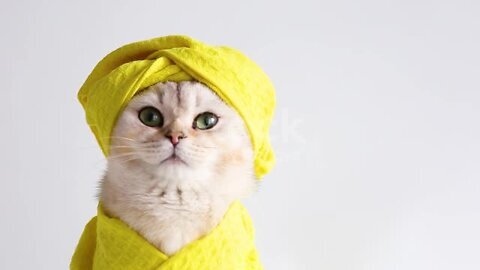 A white beautiful cat in a yellow towel and on her head after bathing procedures