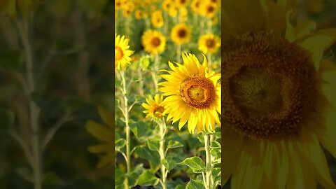 Sunflowers Are Easy to Grow with the Right Info