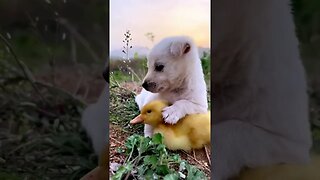 Cute Ducklings 🦆🦆🦆🦆🦆That Will Make Your Day.... Puppy ,Puppy, Goose #shorts #dog #duck #love #puppy