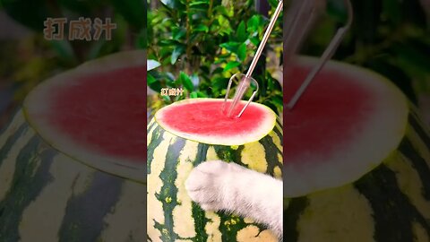 Cat With Watermelon 🍉🍉 #funny #reels #cat #cats #funnyvideo #shortvideo #shortsfeed #viral #comedy