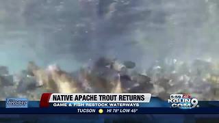 Apache trout to return to Arizona