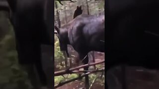 CLOSE ENCOUNTER of the moose kind #nature