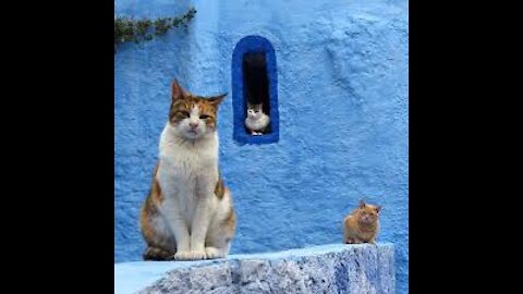 Cats of Morocco