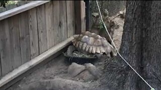 Tortoise tries stepping over friend and suffers the consequences!