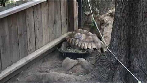 Tortoise tries stepping over friend and suffers the consequences!