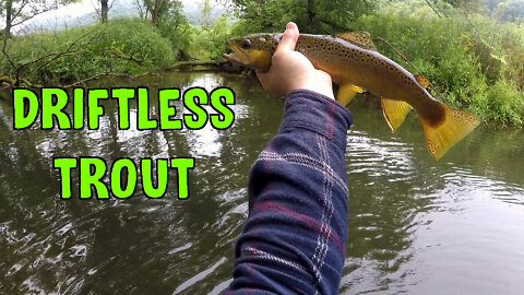 Driftless Trout