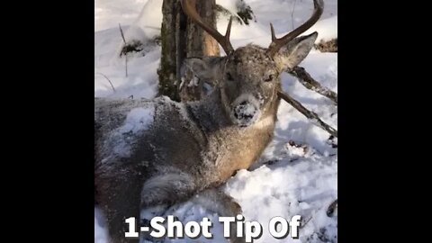 1-Shot Deer Hunting 2022: Deer Hunting Tip Of The Week, Always Looking For Deer!
