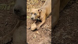 Bella guarding her new rock #shorts #pitbulldog #camping