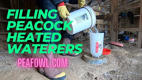 Filling Peacock Heated Waterers , Peacock Minute, peafowl.com