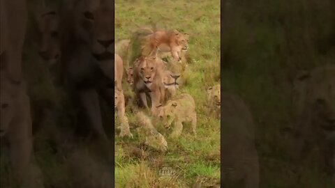 Lion Pride On The Move #Wildlife | #ShortsAfrica