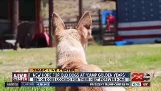 New Hope for Old Dogs at 'Camp Golden Years'