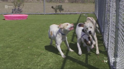 Hillsborough County Pet Resource Center adjusted its hours, but remains open for adoptions