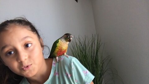 Green Cheek Conure Parrots make good pets ?