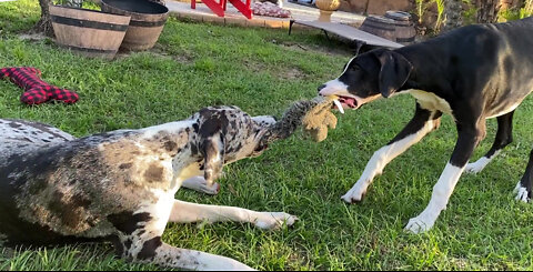 Playful Great Danes have fun tugging on with squirrel toy