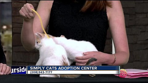 Simply Cats hosting Kitten Shower