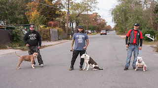 The MMA Fighter Saving New York's Pitbulls | BIG DOGZ