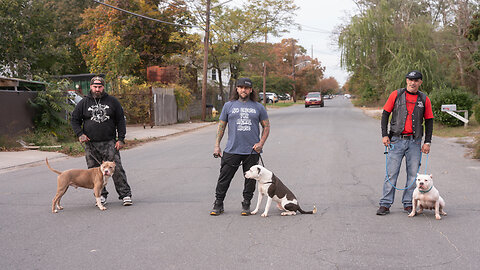 The MMA Fighter Saving New York's Pitbulls | BIG DOGZ