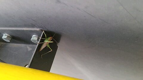 Grasshopper at the Gas Station