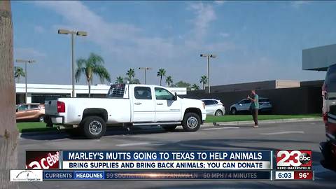 Marley's Mutts going to help rescue animals in Texas