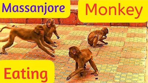 Massanjore monkey eating#massanjore_jharkhand Jharkhand