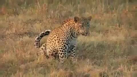 The Lurking Leopard Video