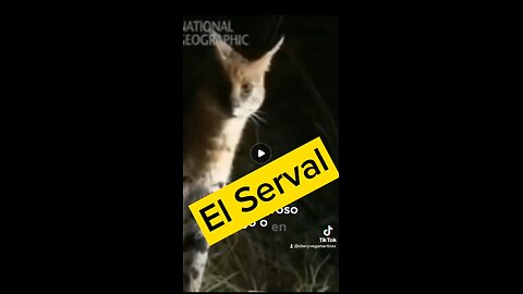 ¡Descubre el fascinante mundo del serval! 🐾 Este felino africano, elegante y ágil,.